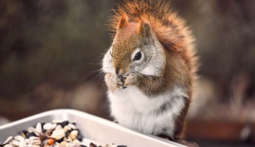 整理と整頓の違いとは？わかりやすく解説！片付け上手になるポイントも紹介